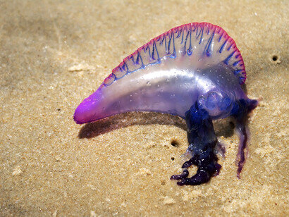 Un esemplare di Physalia physalis sulle spiagge brasiliane
