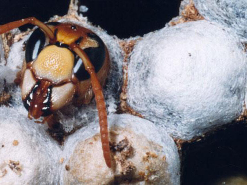 Eessel Insect Virtual Insect Hall | Meer