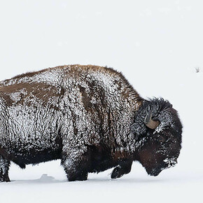 Art of Resilience. Courtesy of Glenbow