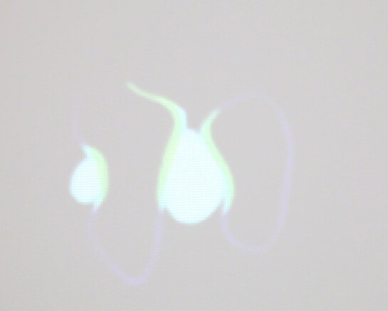 Tom Friedman. Courtesy of Luhring Augustine