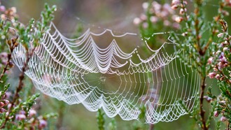 Le cose umane non si salvano attraverso la forza, ma attraverso ciò che continua a restare fragile senza smettere di esistere