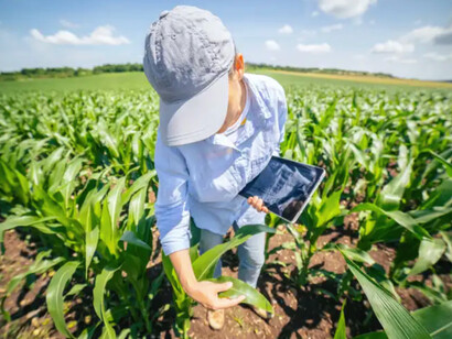 A woman examing corn fields planted in a regenerative agricultural manner
