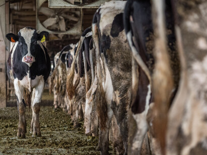 Cows are squeezed in overcrowded “milk factories”