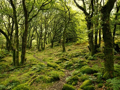 Plants and animals have mutually balanced the earth's atmosphere since time immemorial