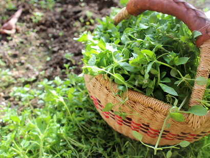 Un pieno di vitamine