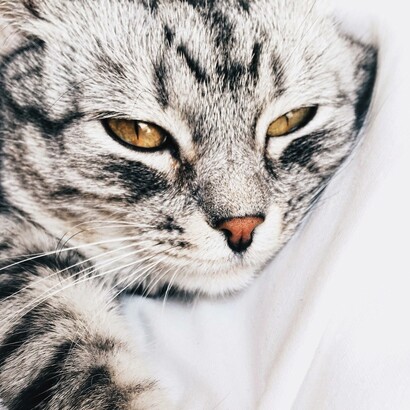 L’inattività dei pigri si può chiamare anche inerzia