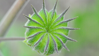 Abutilon Theophrasti