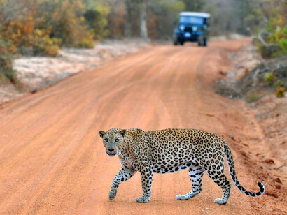 A leopard in Sri Lanka