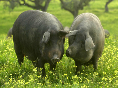 Um casal de porcos ibéricos