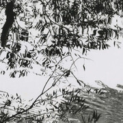 Barbara Blondeau, Untitled (tree branches and a pond), 1966. Courtesy of Stephen Daiter Gallery
