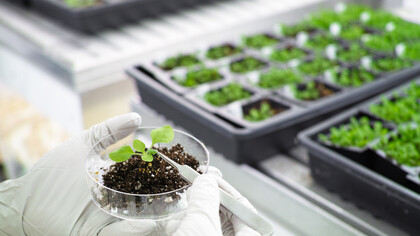 Analisi genetiche sulle piante