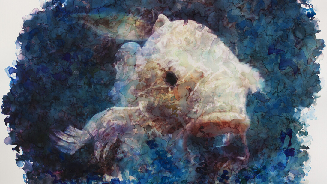 Gabriele Brucceri, Carpa, 52 x 76 cm, 2015, mista su carta