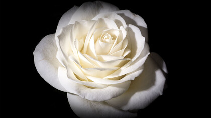 Solo me queda ofrecerle una rosa, querido maestro