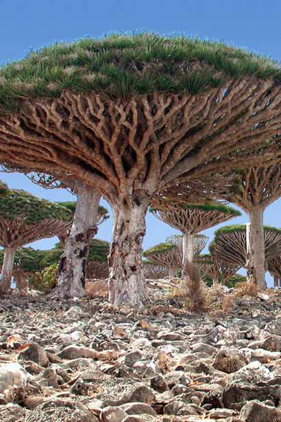 Socotra, Dragoeiro. Ainda hoje, uma planta exótica