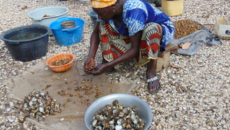 Recogida de ostras y almejas en las playas de Niodior, Senegal