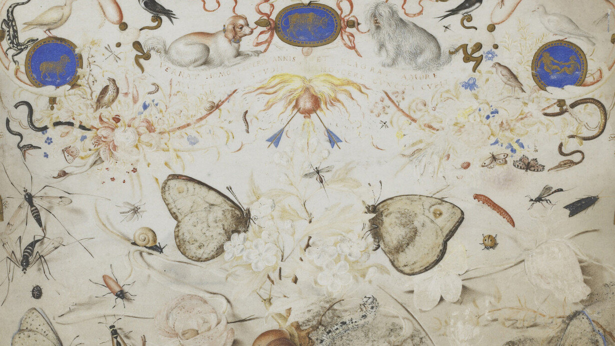Joris Hoefnagel, Amor. Avec l'aimable autorisation du Musée du Louvre