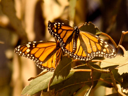 Pareja de mariposas Monarca durante periodo de hibernación, Pismo Beach, California, USA. Foto: Jorge M. González
