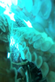 Emilio Vavarella, Animal Cinema, 2017, frame video 2
