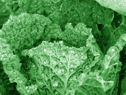 Drinking cabbage juice soothes some ulcers 