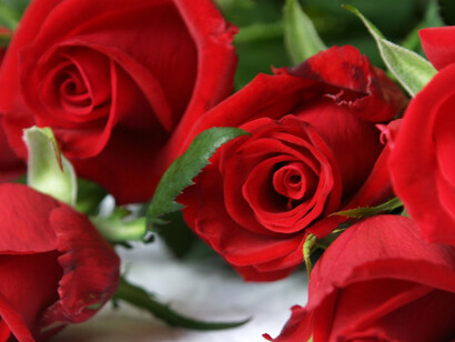 Rote Rosen , Fehler zu vermeiden