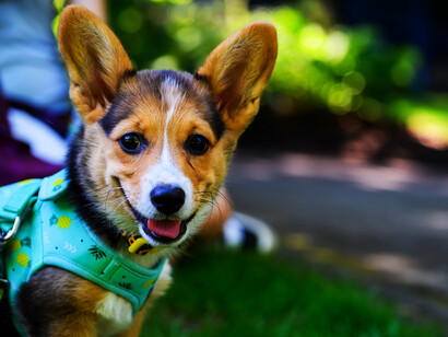 Una causa probable de la narcolepsia es la incapacidad de tomar decisiones ante un miedo extremo