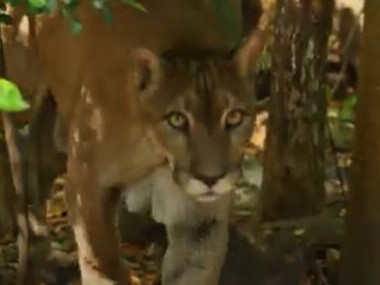 Durante los años 50, lamentablemente la deforestación en Guanacaste estaba en su punto más alto, por lo que mucha fauna perdió su hábitat y sus corredores naturales.  Centro de Rescate y Santuario Las Pumas. Guanacaste, Costa Rica