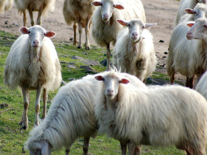 Gregge di pecore