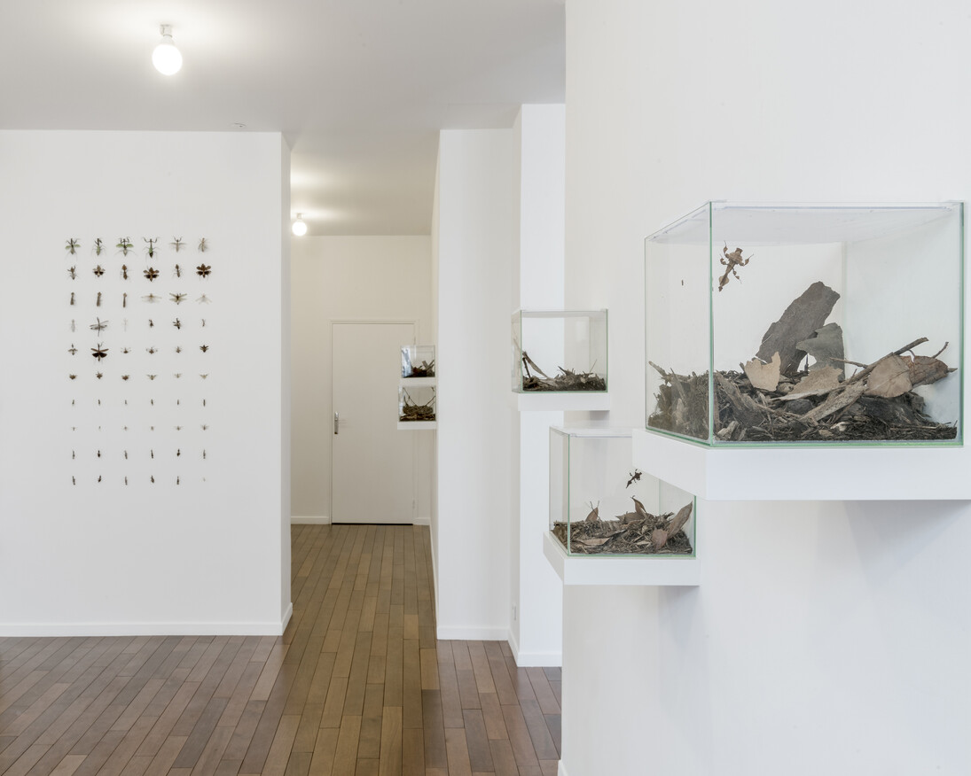 Coquelicots, Exhibition view. Courtesy of MFC - Michèle Didier