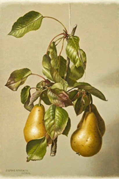 Stone Roberts, Three Pears and Their Leaves Held by a String, 2011-12, Oil on board, 13 x 9 3/8 in.