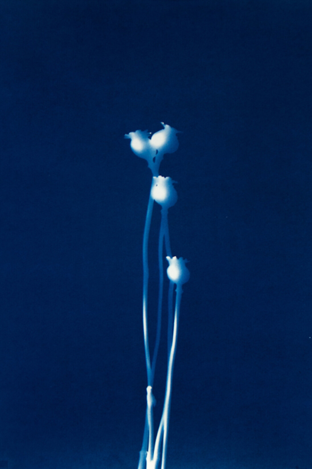 Pipo Nguyen-duy, Untitled P45, 1998. Courtesy of ClampArt