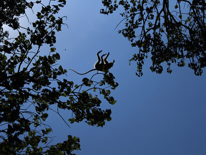 Hanuman langur salta da un ramo, India