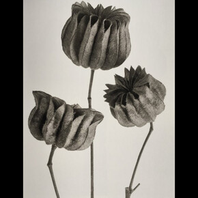 Karl Blossfeldt. Courtesy of Museo Thyssen-Bornemisza