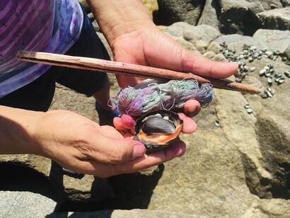 Il mollusco gasteropode marino "Plicopurpura Patula Pansa" da cui si ottiene il pigmento