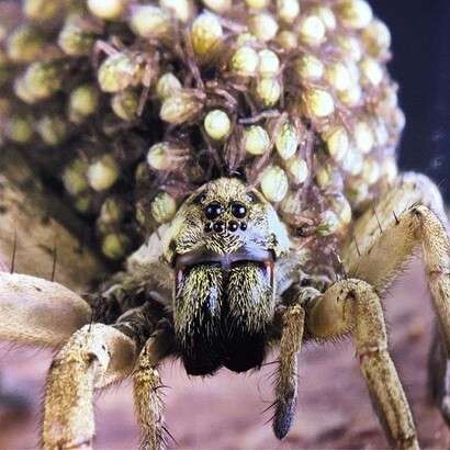 Spiders. Courtesy of ROM