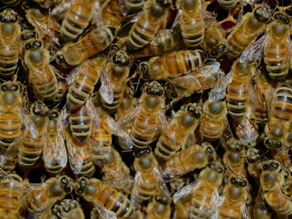Enxame de abelhas