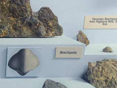 Felix M. Warburg Hall of New York State Environment. Courtesy of American Museum of Natural History