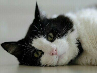 Pláton olhava curioso para seu tutor. Quando se lembrou da adoração dos egípcios pelos gatos e de sua simbologia no Antigo Egito, arrepiou-se novamente. Era mais um sinal para enfim mergulhar de cabeça em seus escritos, além dos meros parágrafos que havia produzido




