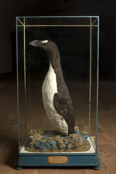 Historical Gallery. Courtesy of Museo di Storia Naturale