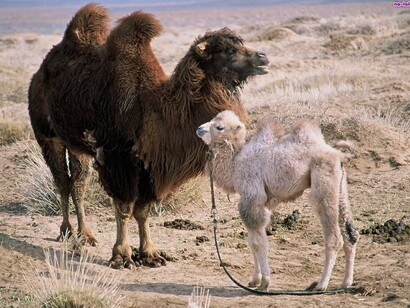 La storia del cammello che piange