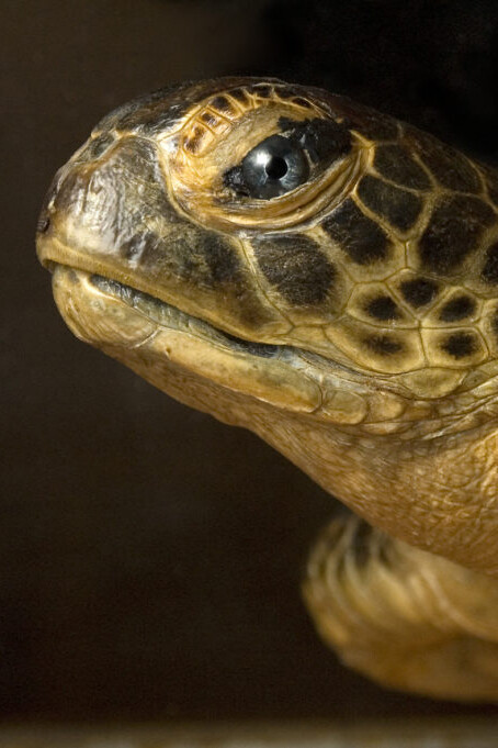 Reptiles and Amphibians Gallery. Courtesy of Museo di Storia Naturale