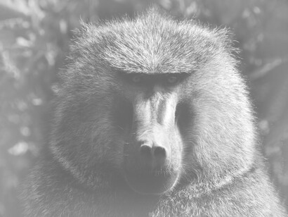 Tutti gli animali, le scimmie in particolare, sanno essere temperanti