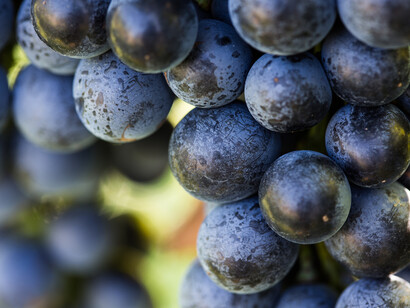 Pignolo grapes