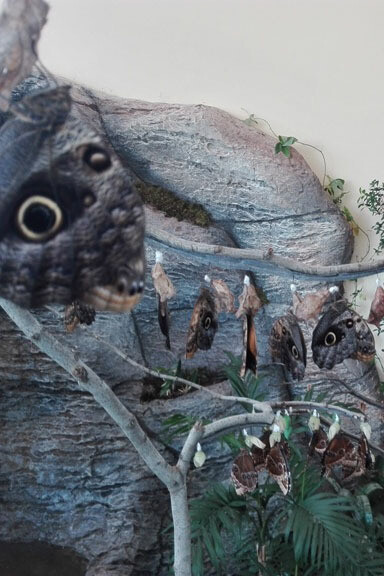Butterflies. Courtesy of Regional Natural History Museum of Plovdiv