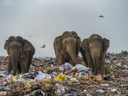 Three elephants walking among the plastic garbage in a field in Sri Lanka