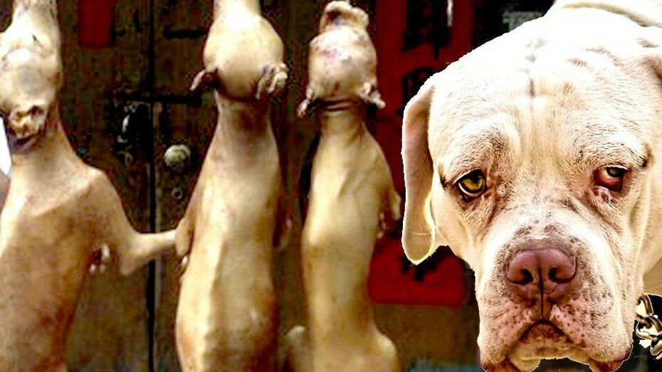 Cães pendurado no Festival da Carne de Cão em Yulin, China