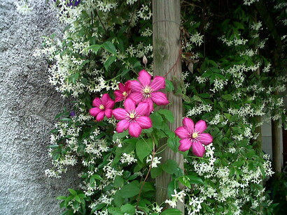 Fioritura di clematidi