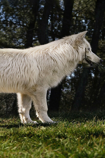 La figura de la loba que amamanta a los fundadores de Roma encarna una fusión primitiva entre instinto, poder y origen civilizatorio