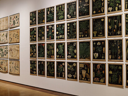 Analytical beauty. 200 years of flower paintings, exhibition view. Courtesy of Neue Galerie Graz