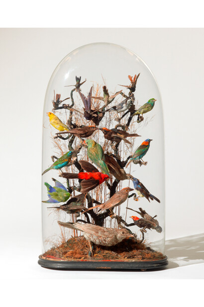 Collection: Damien Hirst, Unknown maker, Montage display of 24 tropical birds, Mid-19th century, Courtesy Murderme Collection 
