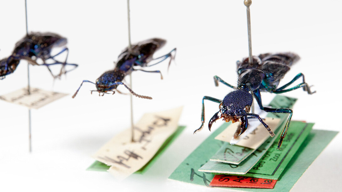 Käfer und Fächerflügler. Courtesy of Museum für Naturkunde